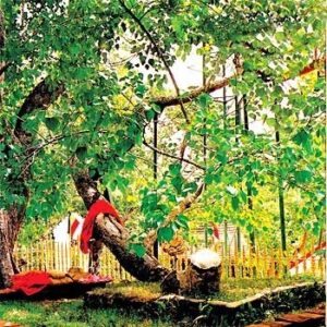 Jaya Sri Maha Bodhiya